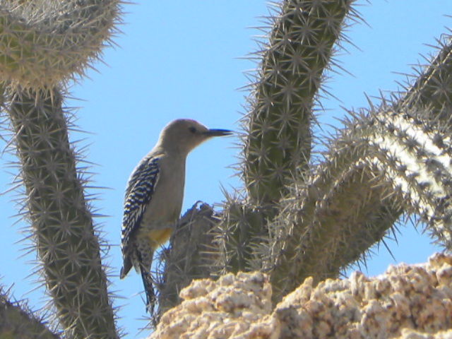 Los Cabos Allure e Miami 1109