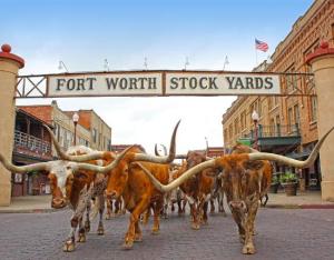fort-worth-herd-cattle